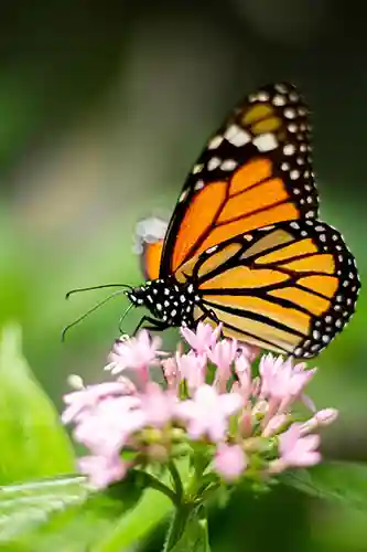 mariposa-posada-en-flores copia